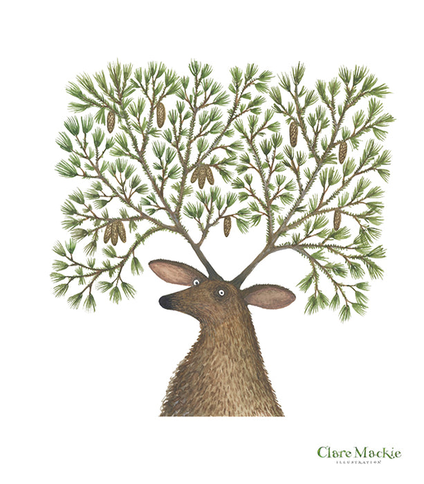 Pine Stag