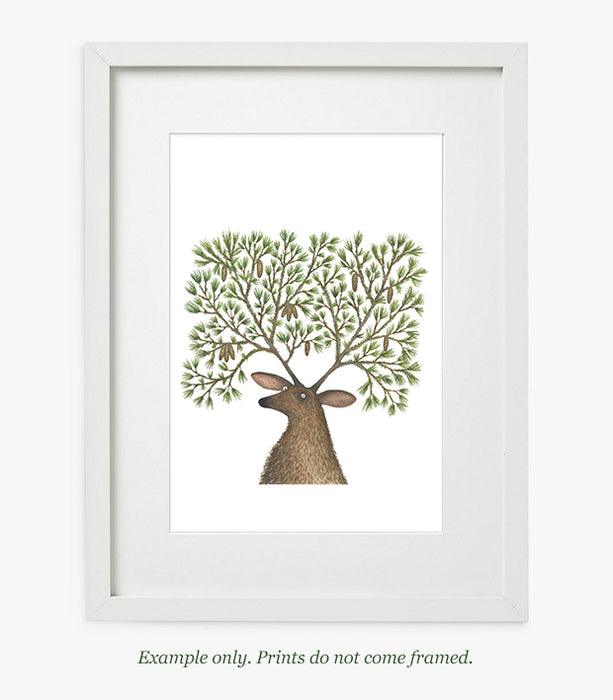 Pine Stag