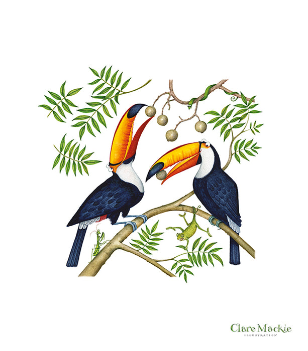 Tucan